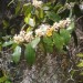 Cherry Laurel